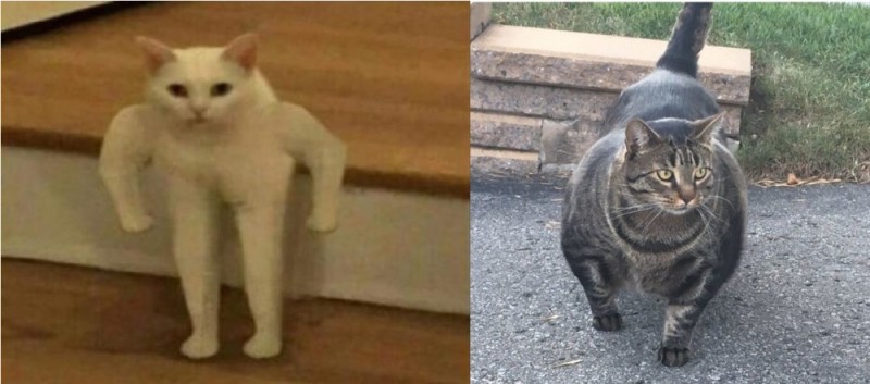 Create meme: the jock cat, meme the jock cat, cat 