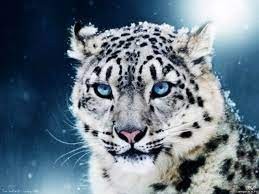 Создать мем: леопард vs снежный барс, снежный барс животное, снежный барс с голубыми глазами