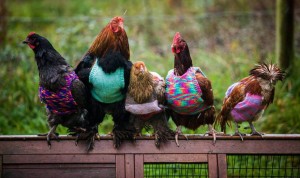 Создать мем: курица, четыре курочки, смешные фото куриц и петухов