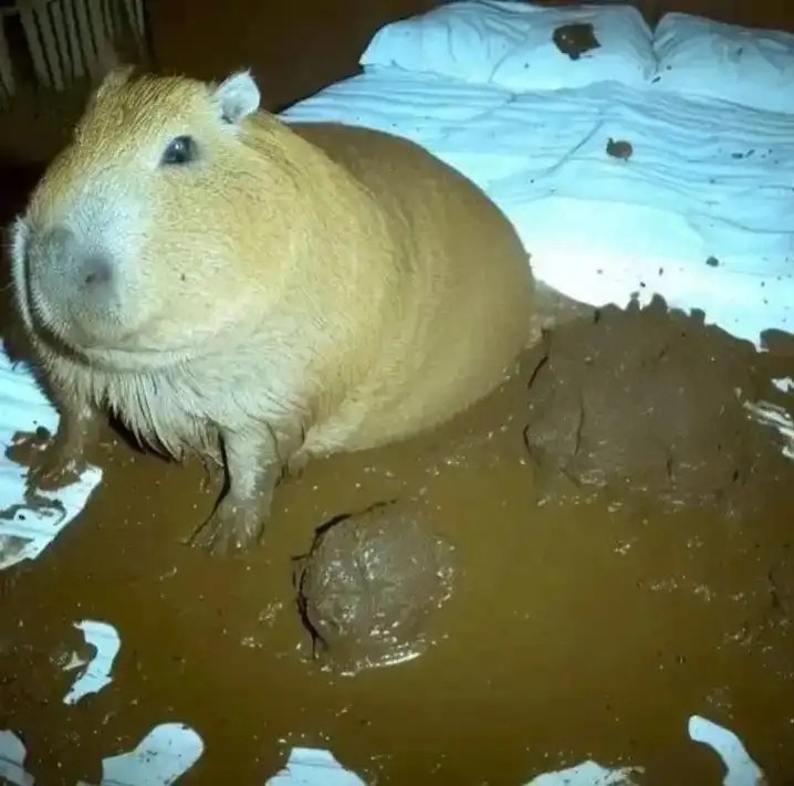 Create meme: big capybara guinea pig, capybara capybara, a pet capybara