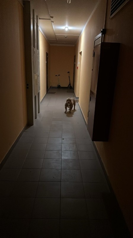 Create meme: entrance , lost dog, darkness