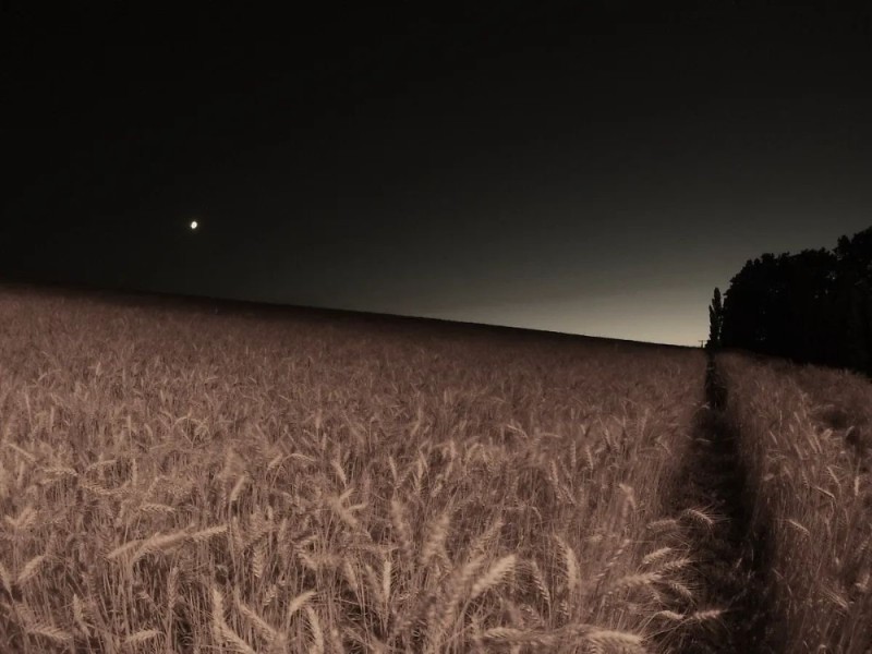 Create meme: night field, wheat field at night, The night field