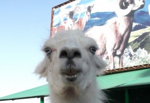 Create meme: alpaca, camel, camel