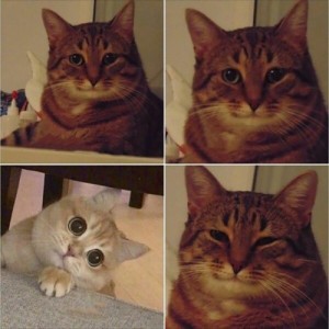 Create meme: memes cat, meme cat, memes with cats