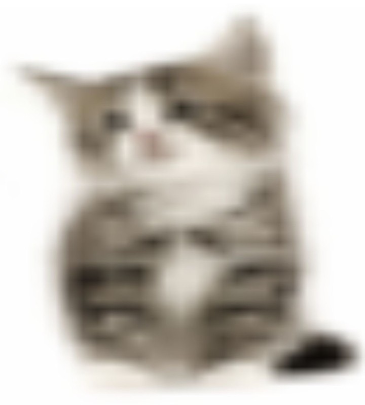 Create meme: cat , kitten white background, a cat on a white background