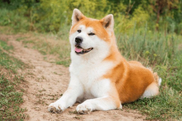 Create meme: puppy Akita, dog Akita, the Akita breed
