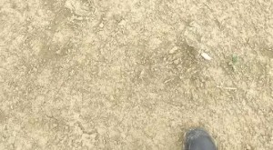 Create meme: bear tracks in the sand, blurred image