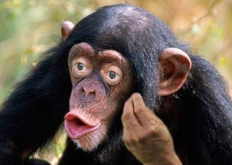 Create meme: a meme with monkeys, monkey, chimpanzees 