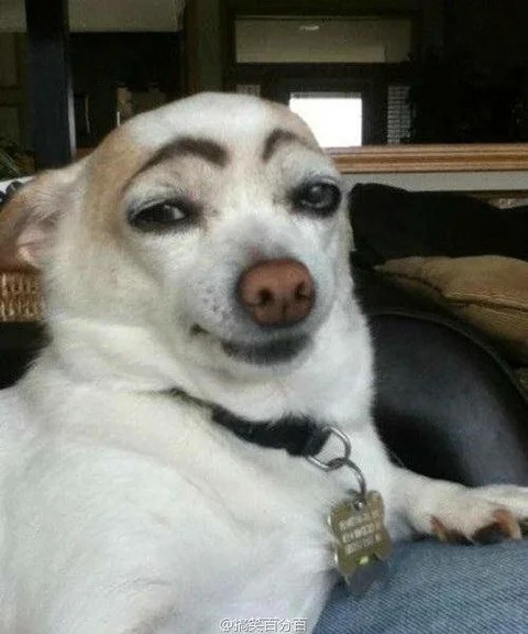 Create meme: a dog with black eyebrows, white dog with eyebrows, chihuahua with painted eyebrows
