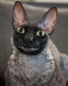 Create meme: cat Cornish Rex, the breed is Cornish Rex