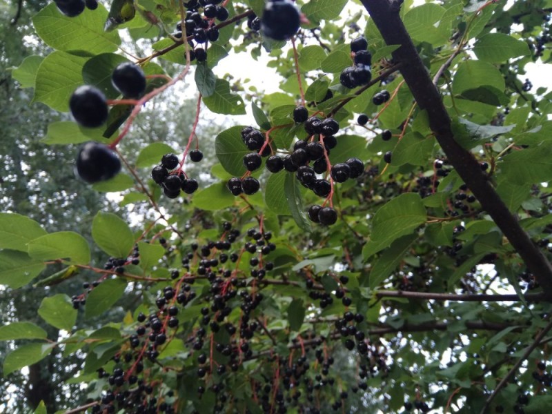 Создать мем: ягоды черемухи, черёмуха обыкновенная плоды, черная черемуха