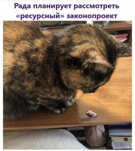 Создать мем: кошка в доме, кошка и котенок, кошка