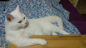 Создать мем: котики белые, пышная белая кошка, турецкий ван