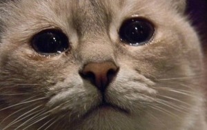 Создать мем: грустный котик плачет, плачущий кот из мема, грустный котик