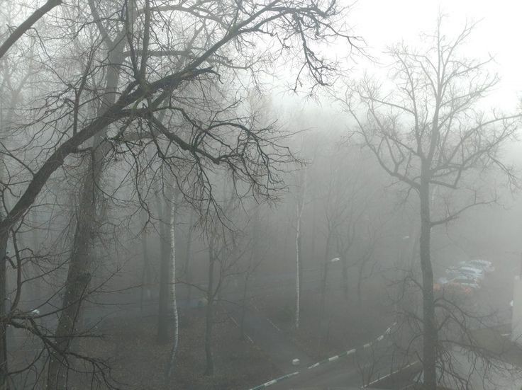 Создать мем: природа туман, дождь и туман, туманный день