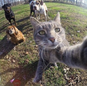 Create meme: funny, cat and, funny selfie