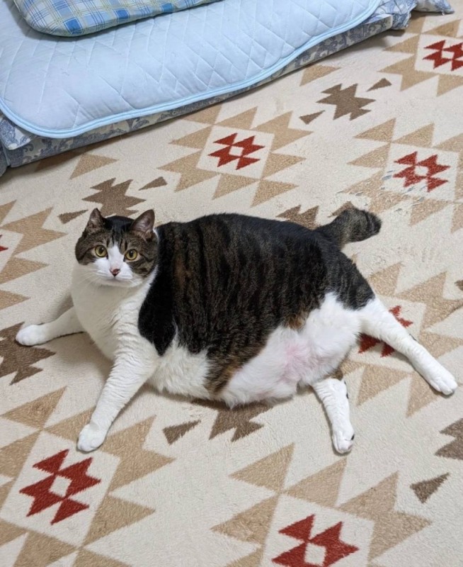 Create meme: fat cat, fat cat, fat cat 