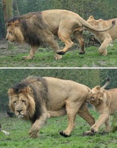Создать мем: lion, животные, львица кусает льва