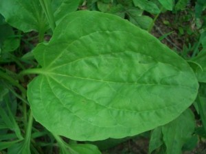 Create meme: leaves, plantain leaf, plantain is a joke