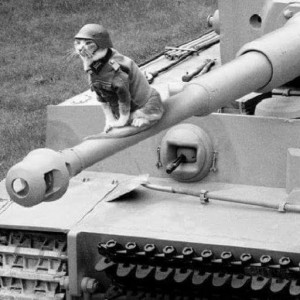 Создать мем: танк пантера 1943, котик в танке, кот на танке тигр