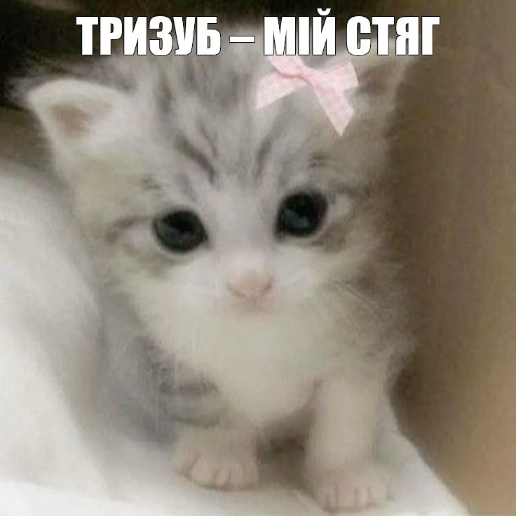 Create meme: very cute kittens , cute kitty, adorable kittens