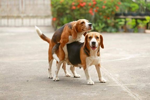 Create meme: The beagle dog is mating, breed Beagle, Beagle dog