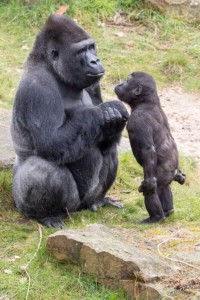 Create meme: mountain gorilla, gorilla cub, a female gorilla