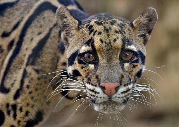 Создать мем: дымчатый леопард меланист, леопард, clouded leopard