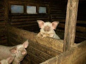 Создать мем: свинья домашняя, свинарник, поросята домашние