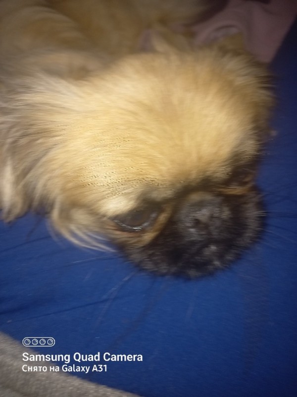 Create meme: pekingese dog, dog breeds Pekingese, breed Pekingese