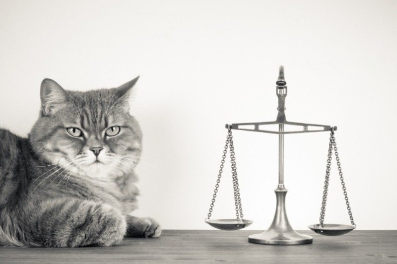 Create meme: cat lawyer, scales of justice, cat lawyer