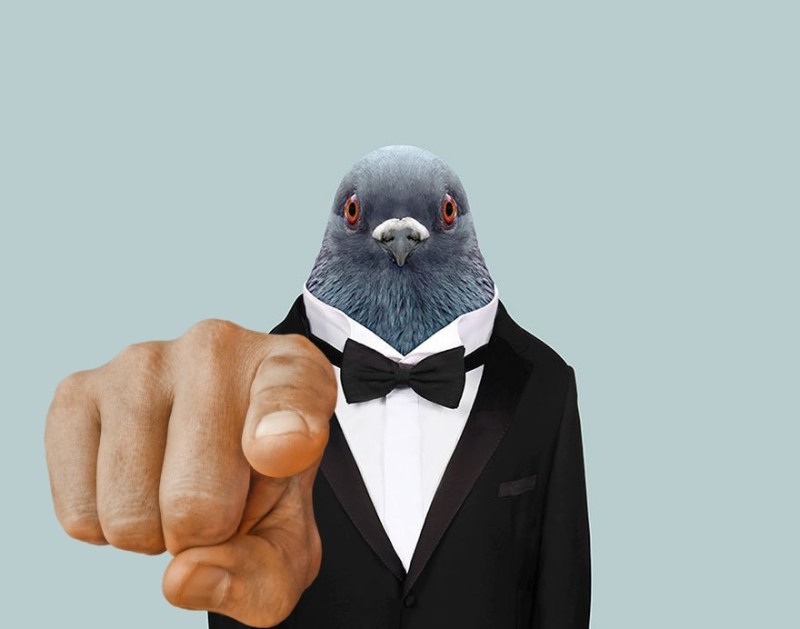 Create meme: people dove, the pigeon costume, the pigeon is funny