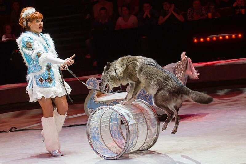 Create meme: the wolf in the circus, the wolf performs in the circus, funny wolf in the circus