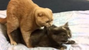 Создать мем: кошка спаривается с человеком, кошка и котенок, кот с котом спариваются