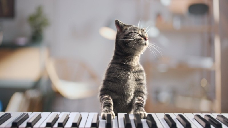 Создать мем: кошачье фортепиано, клавиши пианино, кот играющий на пианино мем