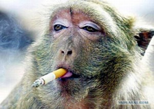 Создать мем: мартышка курит вейп, фо о обезьяны с сигаретой, обезьяна с сигарой картинки