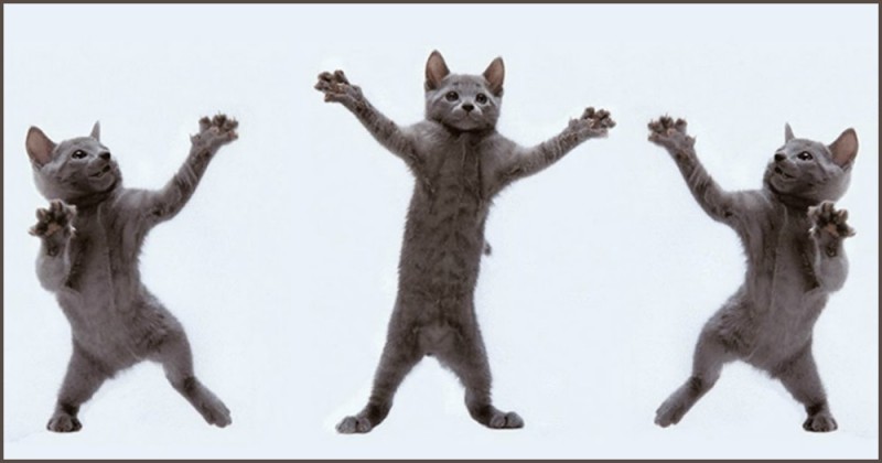 Create meme: the dancing cat, cat dancing, dancing cat