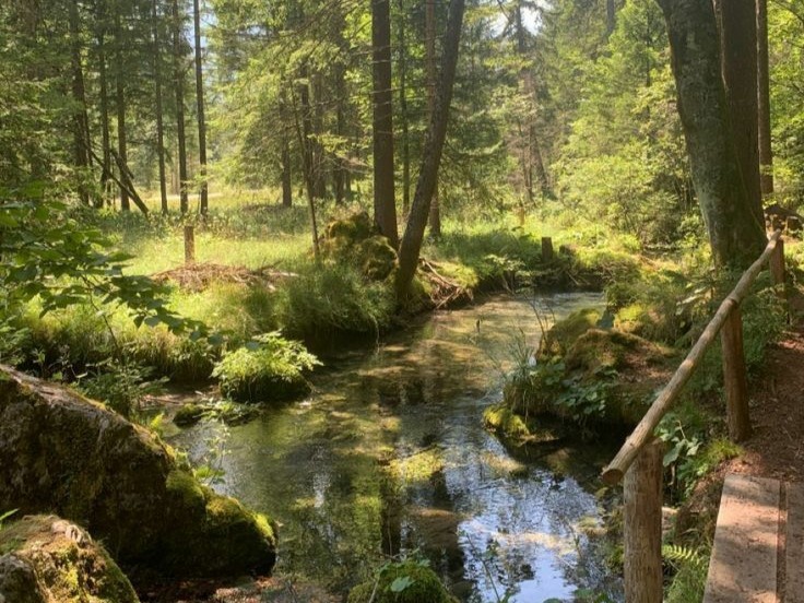 Create meme: a stream in the forest, forest stream near Moscow, forest river