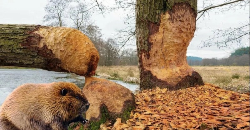 Create meme: common beaver, A beaver is gnawing on a tree, beaver 