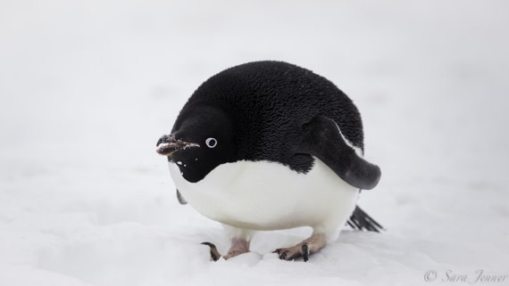 Create meme: penguin Adelie, penguins penguin, antarctica adelie penguins