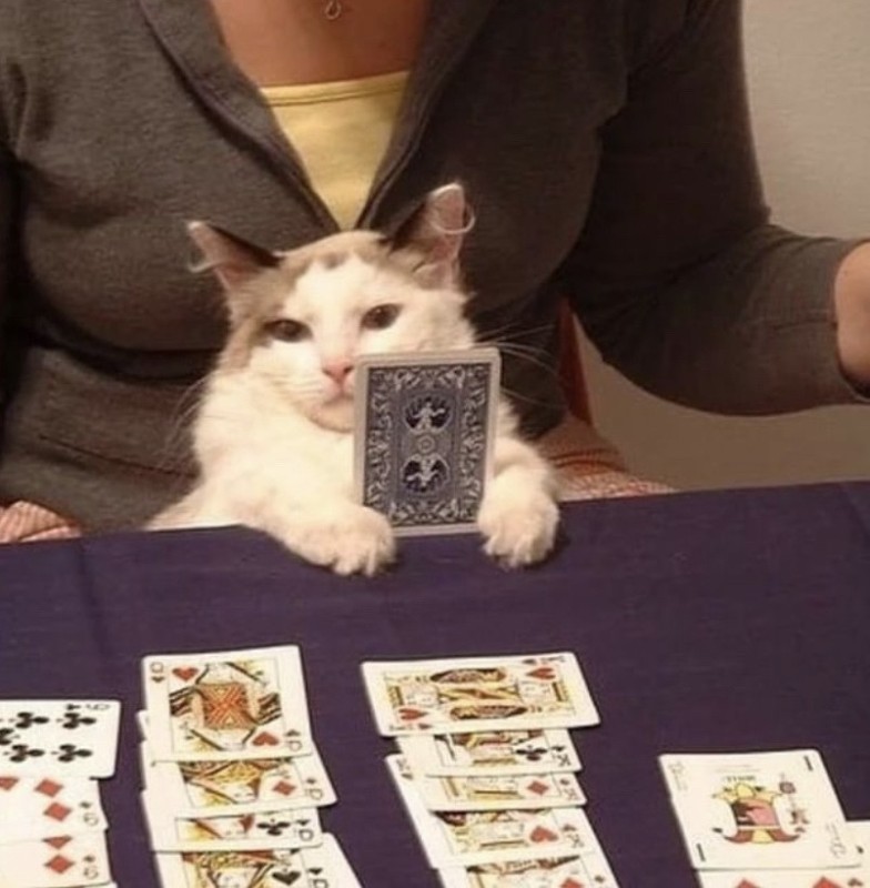 Create meme: cats poker, cat poker face, the cat is wondering