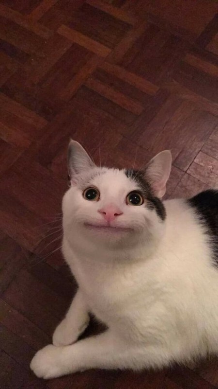 Create meme: meme cats, smiling cat meme, smiling cat