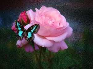 Создать мем: я вспоминаю бабочек в цветах, картинка роза и бабочка, бабочка на розовом цветке