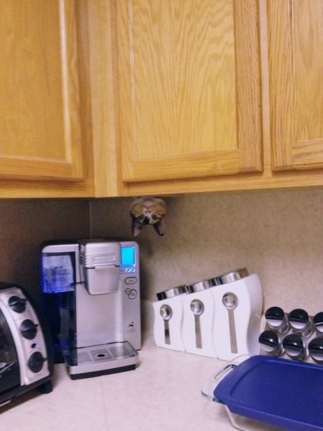 Create meme: coffee machine in the kitchen interior, domestic cat, apartments