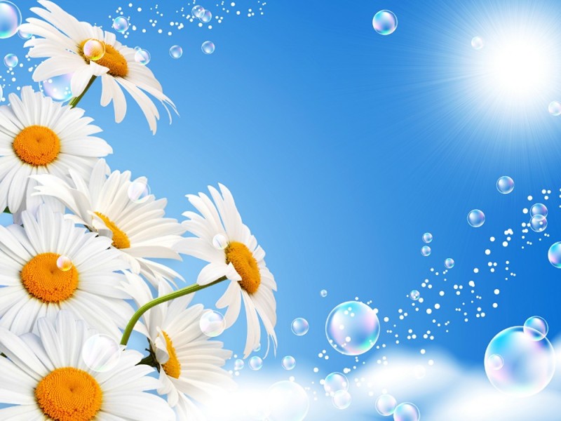 Create meme: chamomile background, daisies on a blue background, Daisies sky