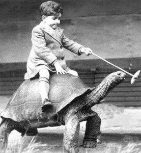 Create meme: old vintage photos of turtles, People, riding a crocodile