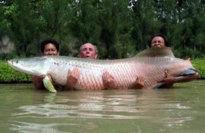 Create meme: Arapaima