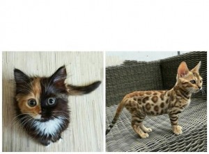 Создать мем: bengal cat, двуликий котенок, двуликая кошка