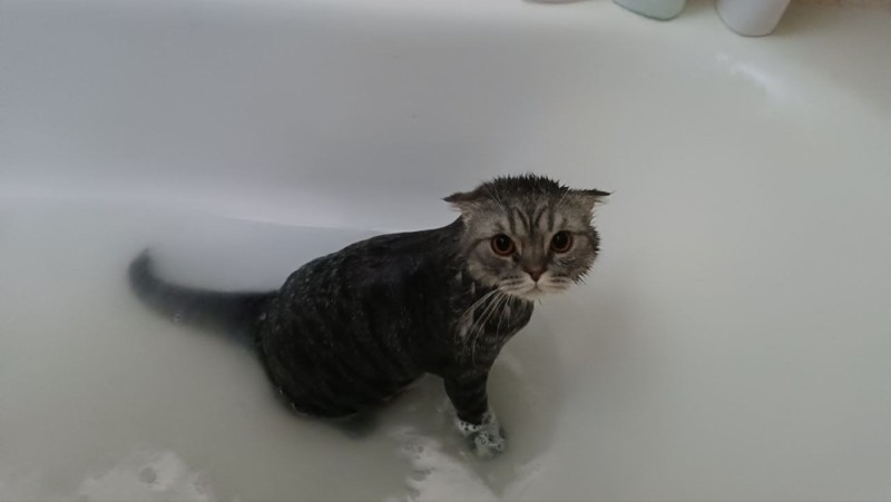 Create meme: the cat in the bath, the cat in the bathroom, cat 