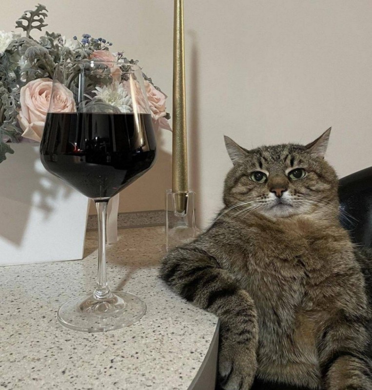 Создать мем: котик с вином, кот, кошка с вином